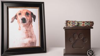 Photo of dog next to box of their ashes