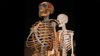 Model skeletons of a neanderthal and human