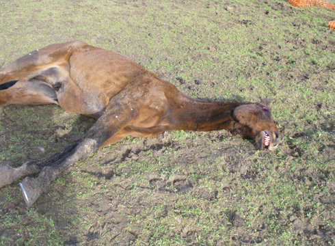 Sam was dead by the time the RSPCA arrived