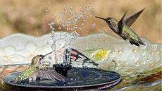 Hummingbirds in bird bath