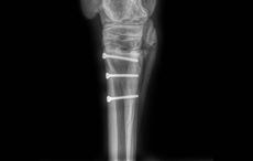 tiggy-fracture-repaired.jpeg