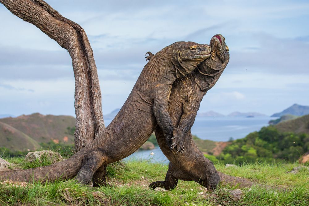 Biggest Land Animal On Earth Today The Earth Images Revimage Org