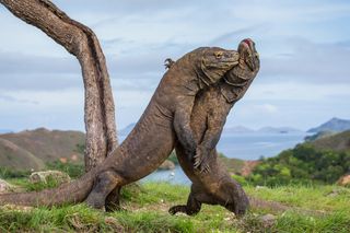 largest animals fork-tongued komodo dragon
