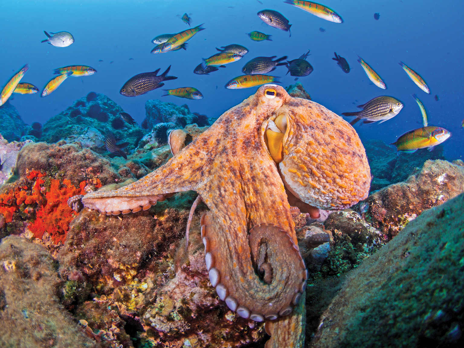 octopus