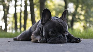 French bulldog lying on road