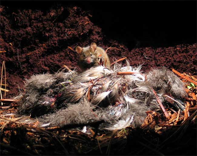 Mice Caught Eating Birds Alive