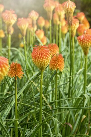 vibrant orange, summer Kniphofia flowers, also called red hot poker