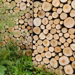bundle of large tree wood