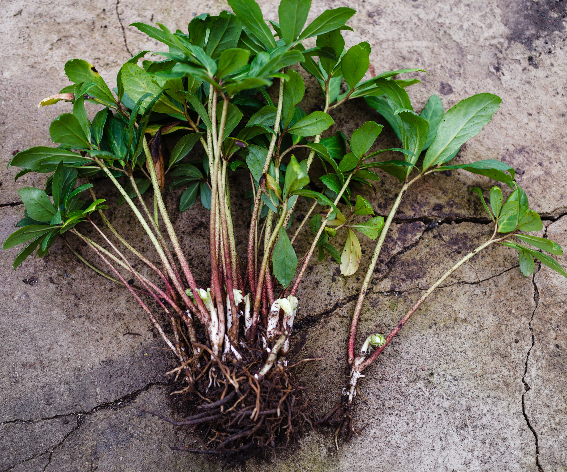 clumps of hellebore plants that have been dug up for propagationg