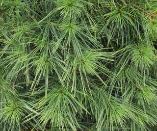 evergreen white pine tree showing feathery needles