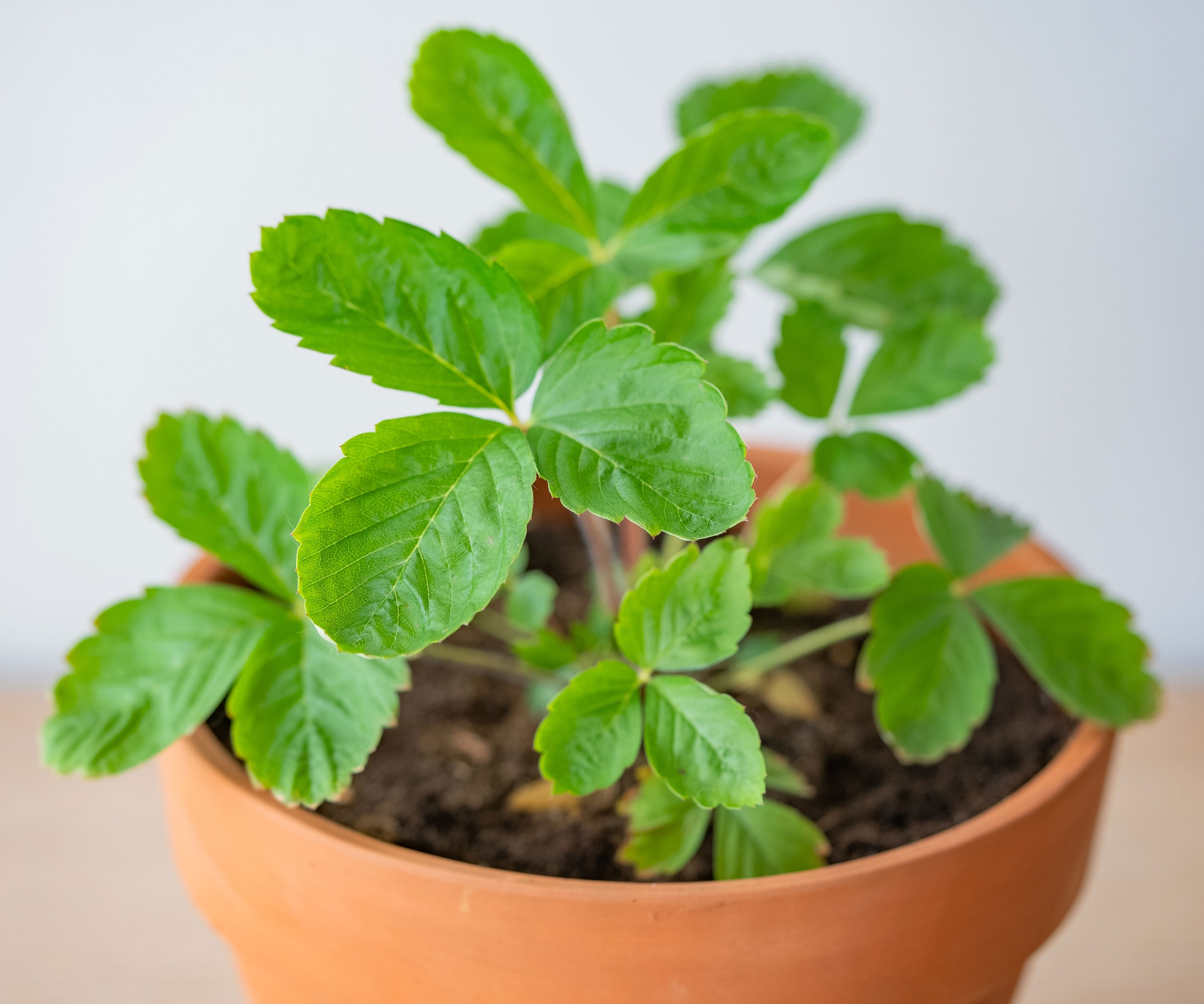 young strawberry plant in terracotta pot