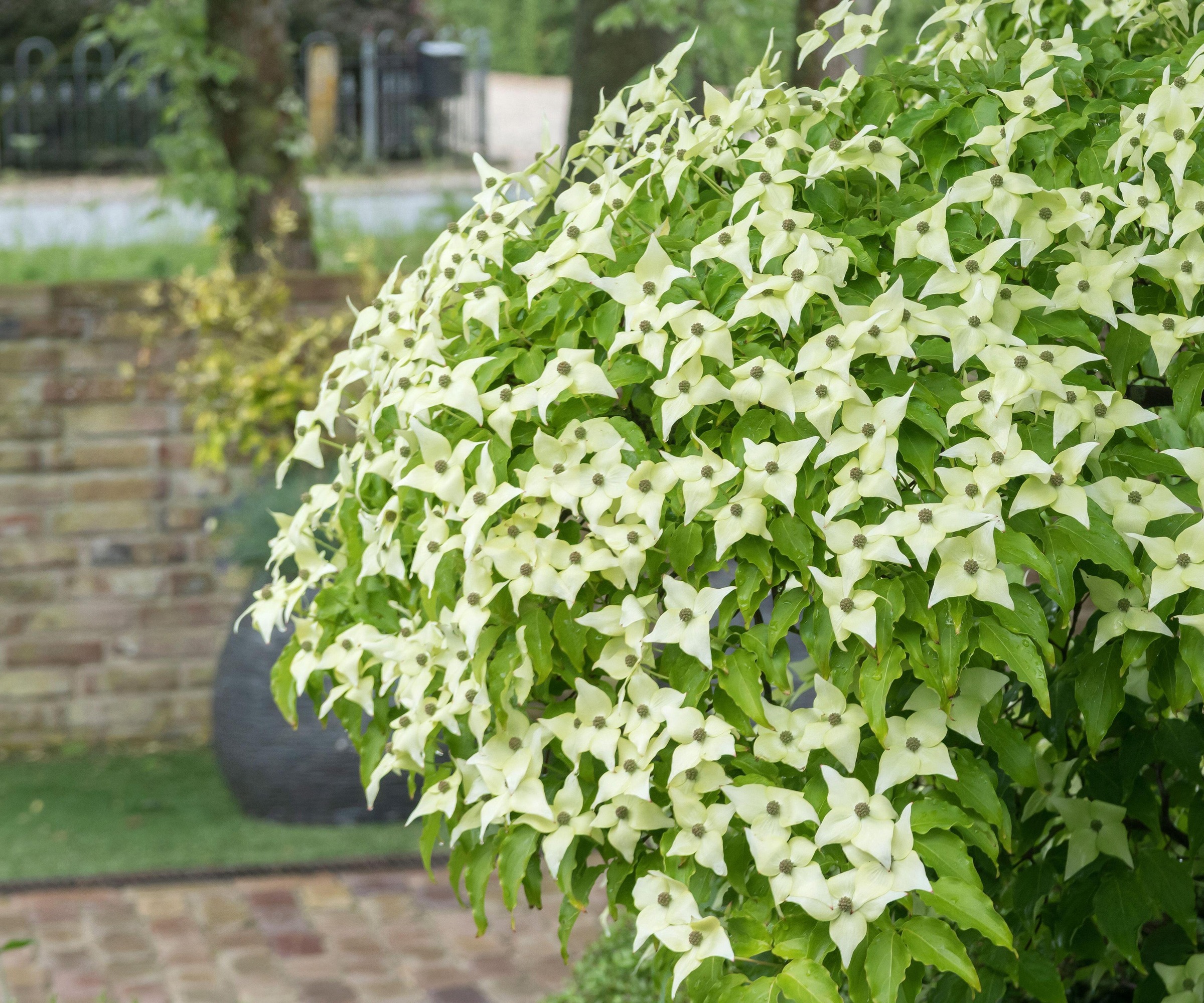 close up of Cornus Kousa plant on a patio