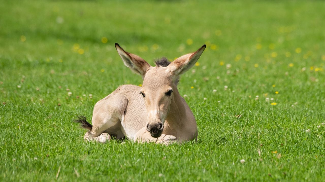 The foal lying in a field