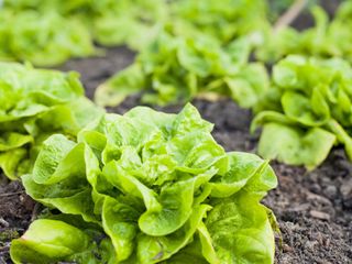 Lettuce growing in the ground