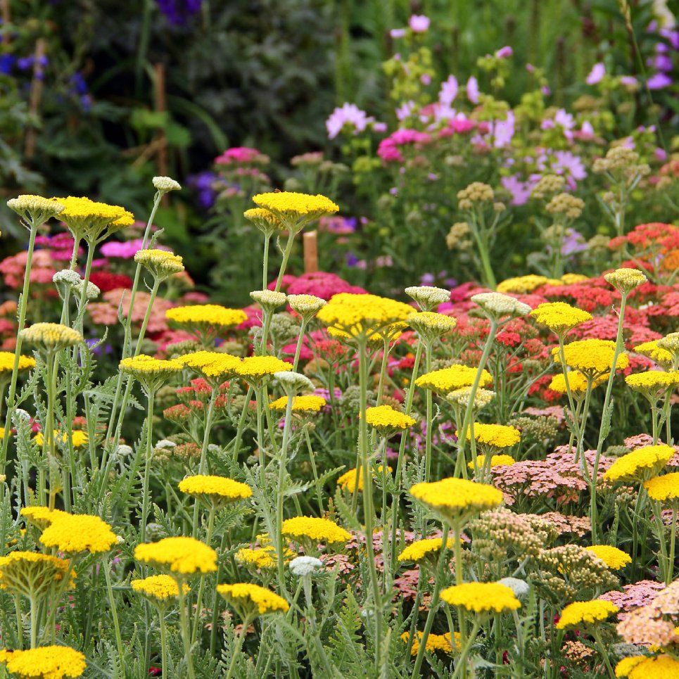 8 Plants For Poor Soil That Will Grow Absolutely Anywhere