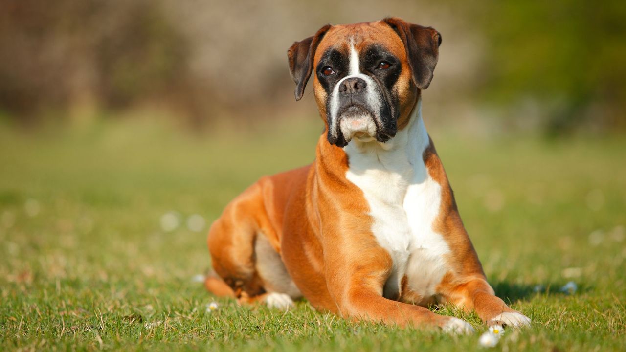 Boxer lying in the grass