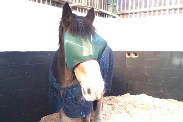 Hovis-Mask.jpeg
