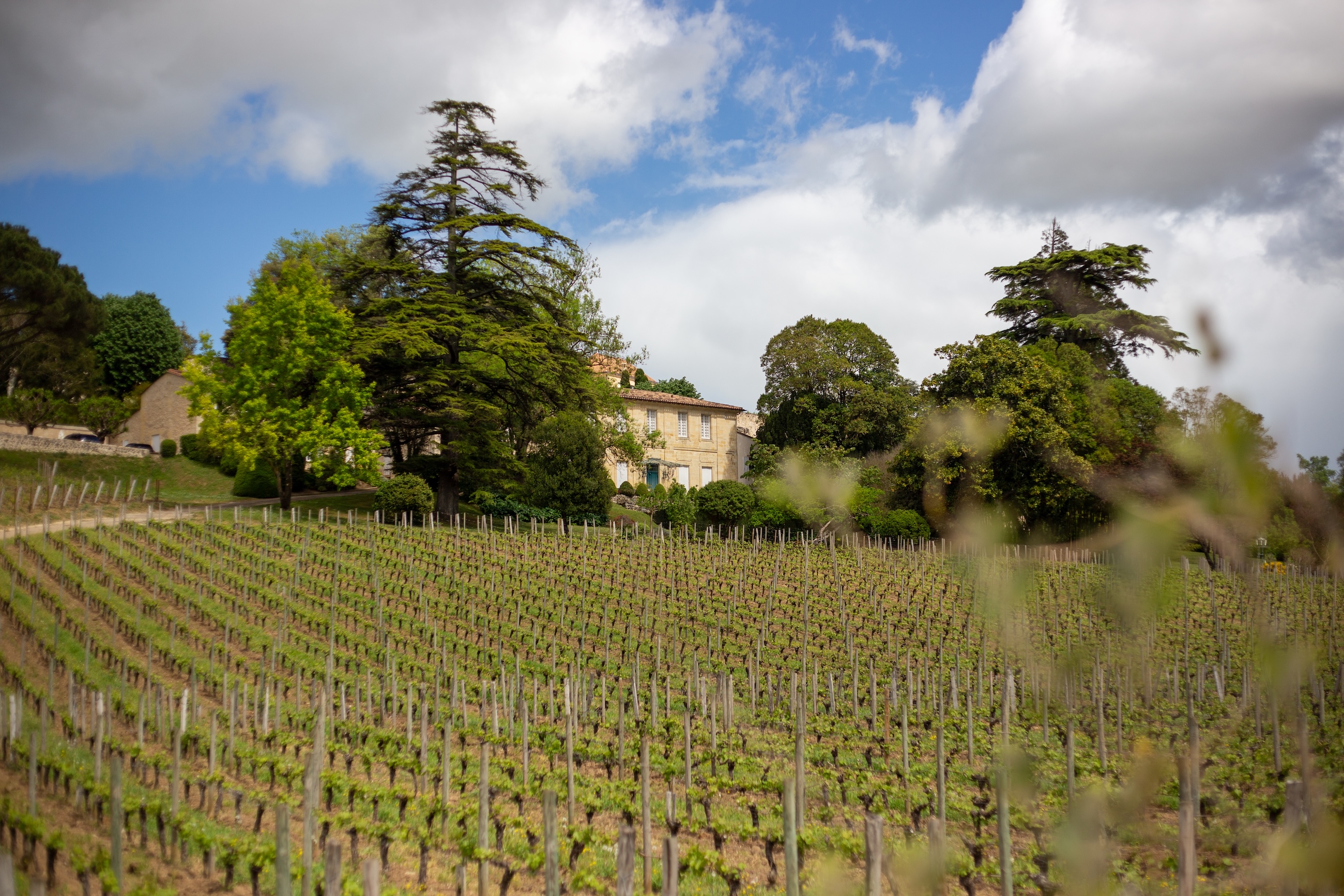 Vineyards at Ch&amp;acirc;teau Pavie