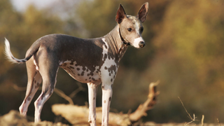 Peruvian inca orchid dog