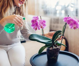 Person misting an orchid plant indoors to boost humidity