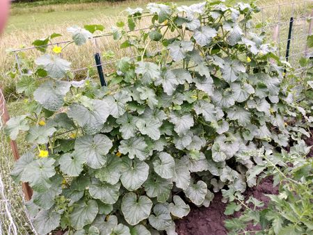 Cantaloupe Growing Up A Trellis In The Garden