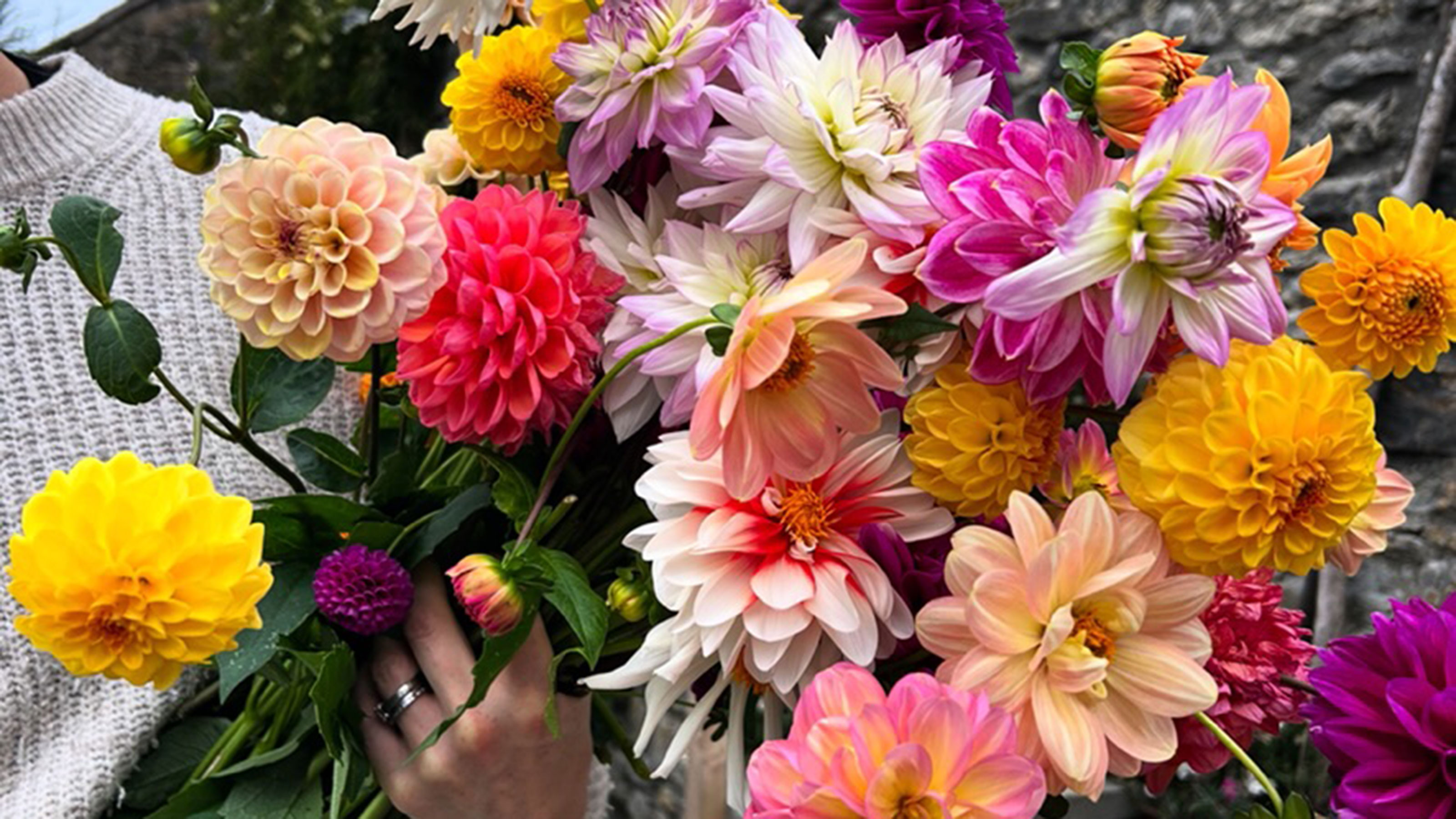 Woman holding bunch of colourful dahlias