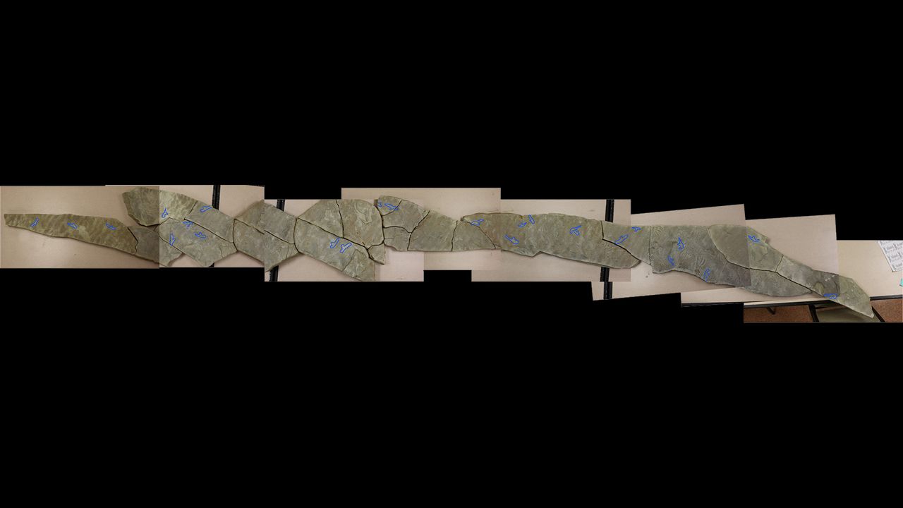 The digitally-made blue marks show the comma-like wrist impressions made by the pterosaurs.