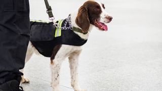 springer spaniel working as sniffer dog