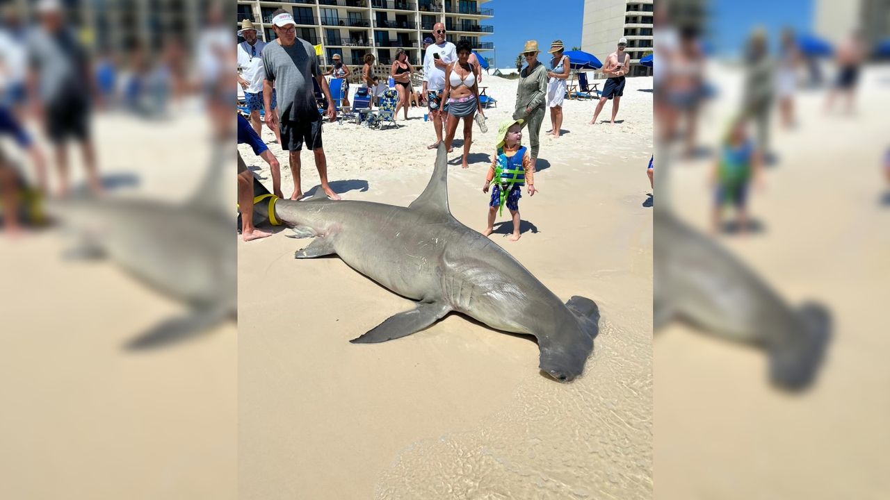 People stand next to the dead shark on the beach.