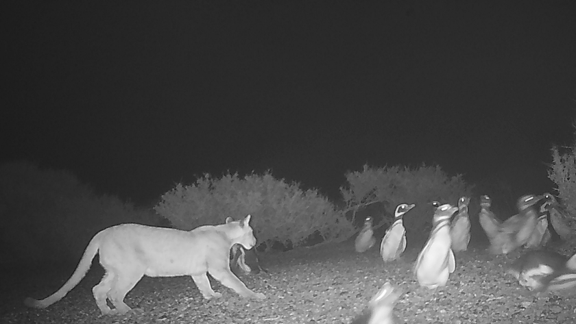 Puma with penguins caught in photograph from camera trap.