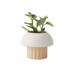Mushroom shaped planter with greenery inside