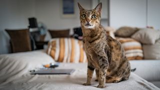 Savannah Cat