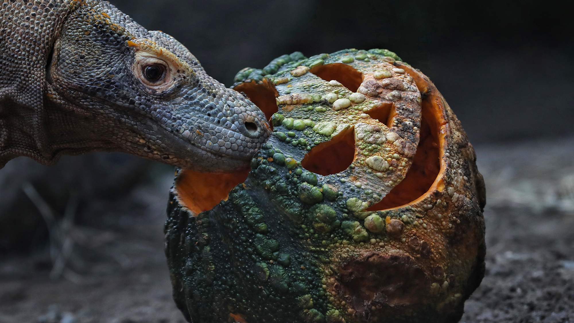 A Komodo dragon investigates a Halloween pumpkin stuffed with meat at Cali Zoo in Cali, Colombia