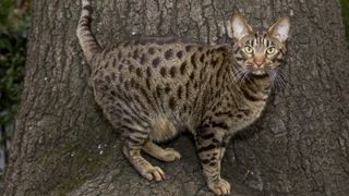 Spotted ocicat posing by tree trunk