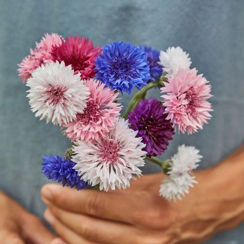 Cornflower, Tall Double Mixed Colors