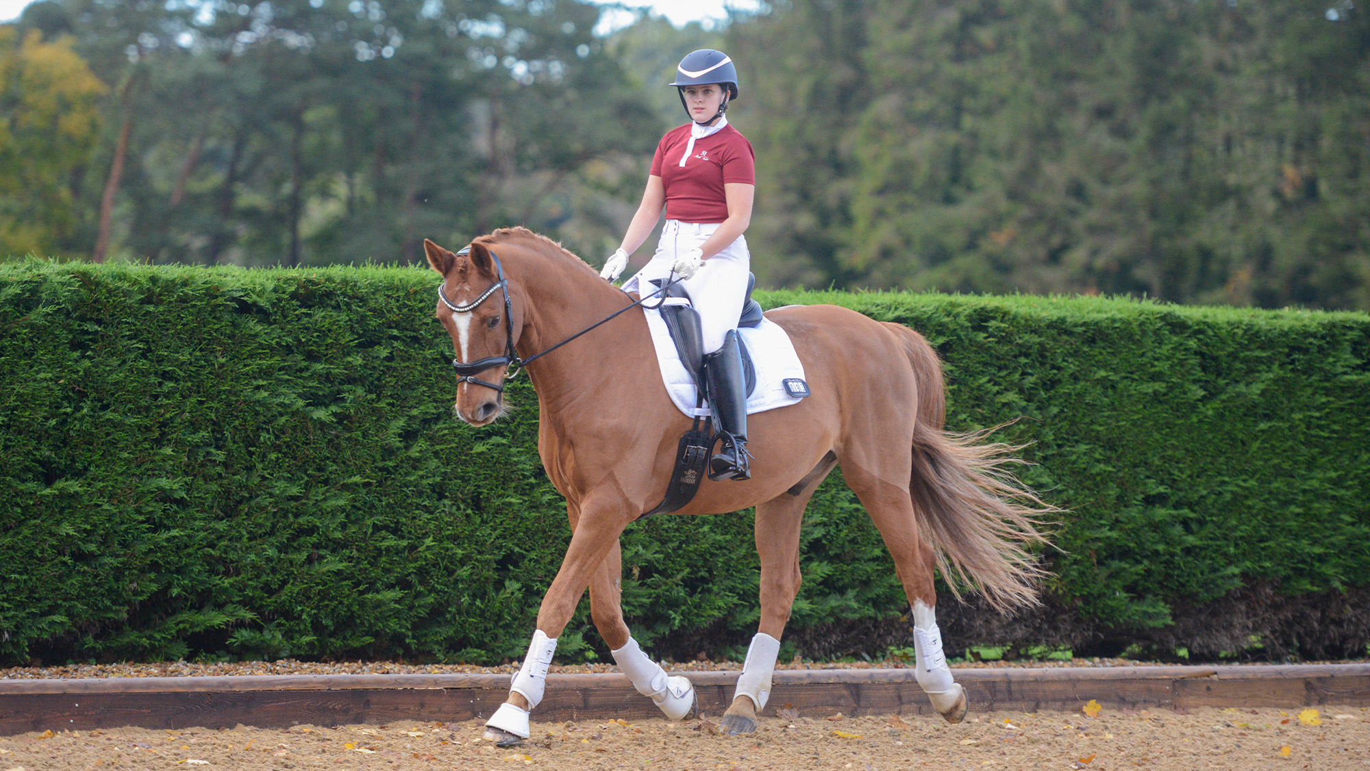 Rider on chestnut horse in trot
