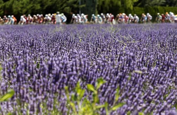 The peloton race by the French countryside