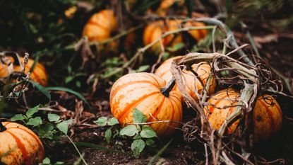 Pumpkins growing on the vine