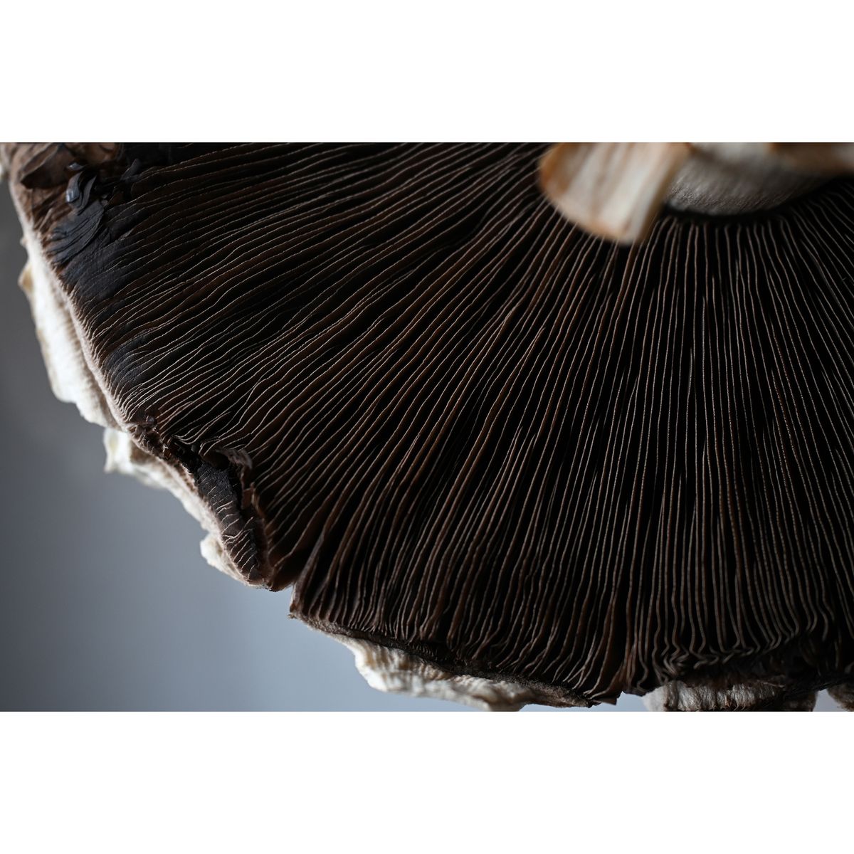 Close-up of mushroom