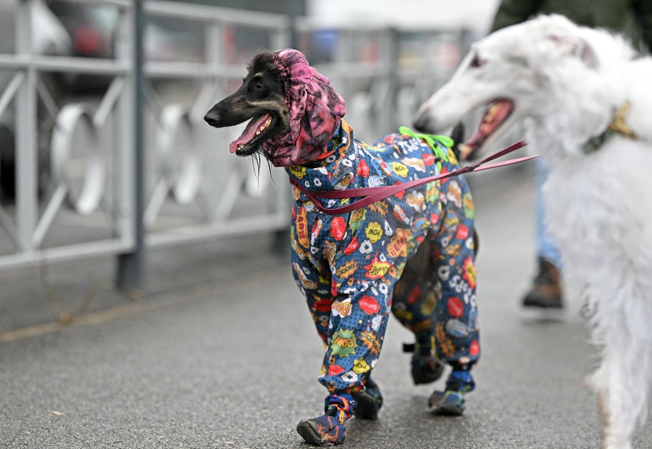 Afghan hounds wearing coats arriving at Crufts
