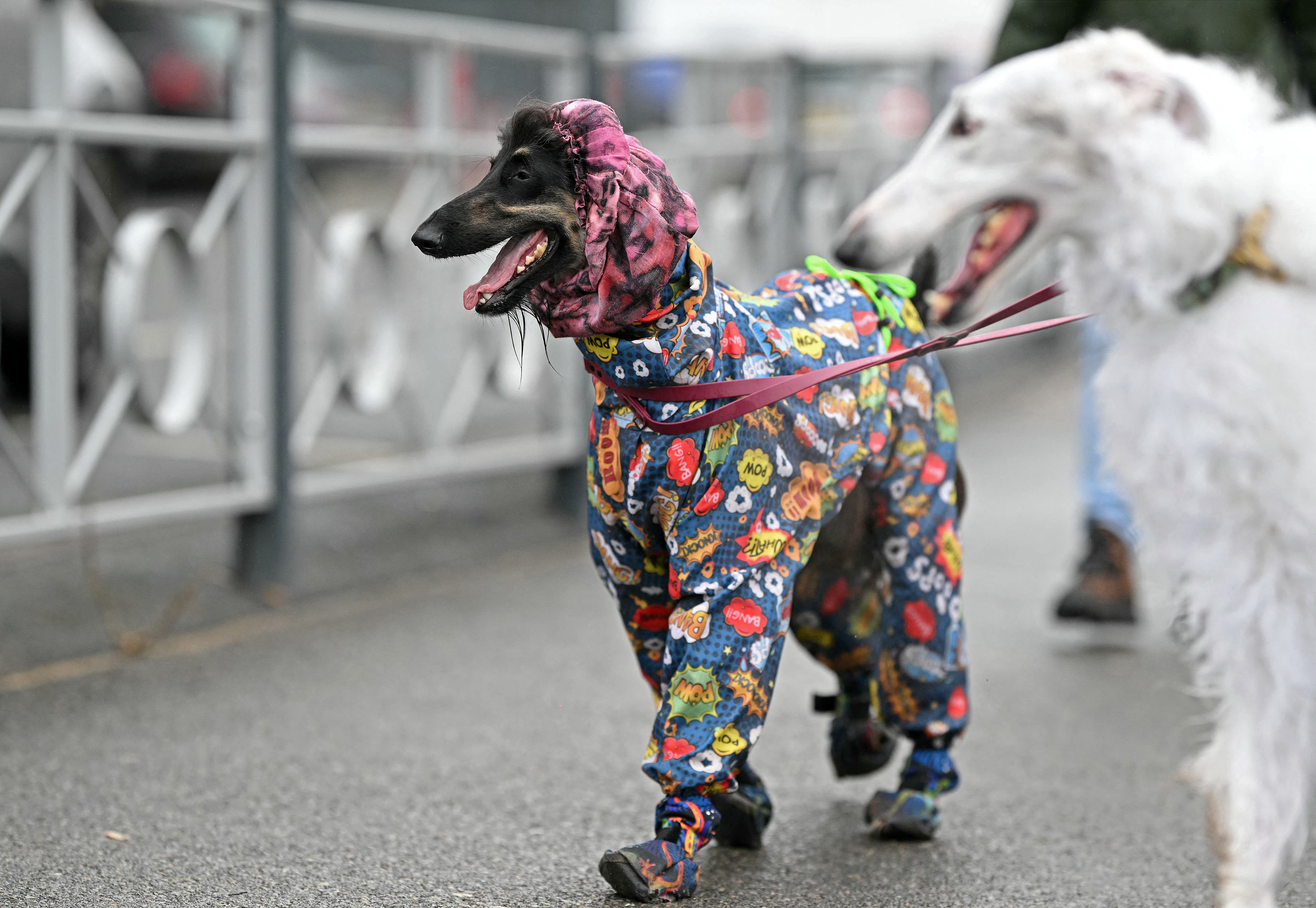 Afghan hounds wearing coats arriving at Crufts 