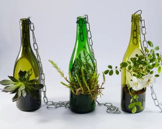 A trio of green glass wine bottles repurposed as planters