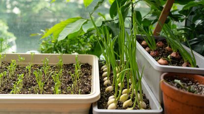 Garlic plants growing in a greenhouse