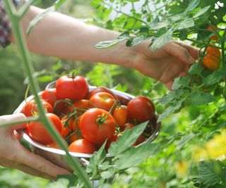 person picking tomatoes from plant