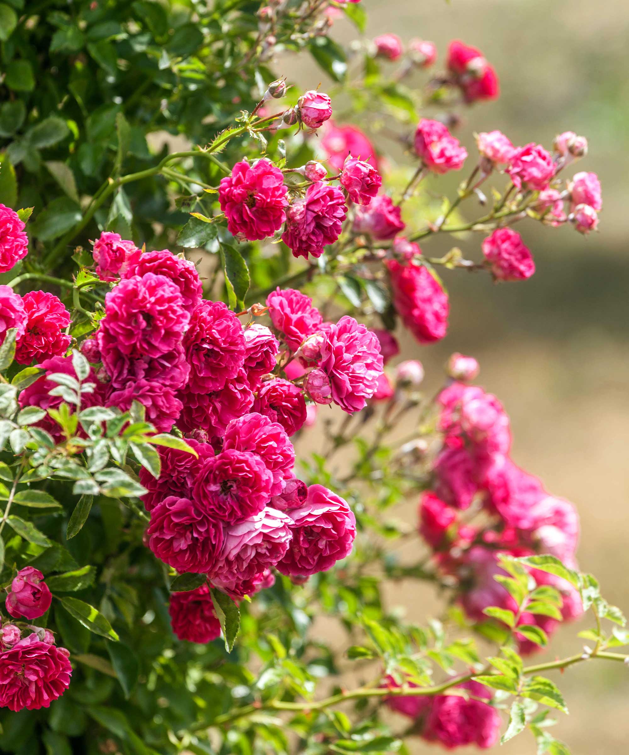 pink garden roses