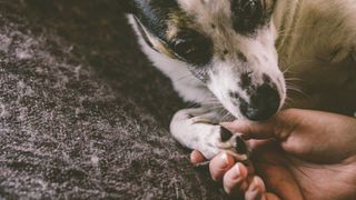 Owner's hand holding dog's paw