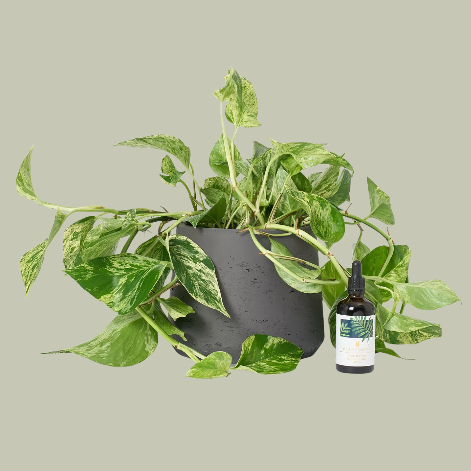 A potted marble pothos by a dropper bottle with plant food
