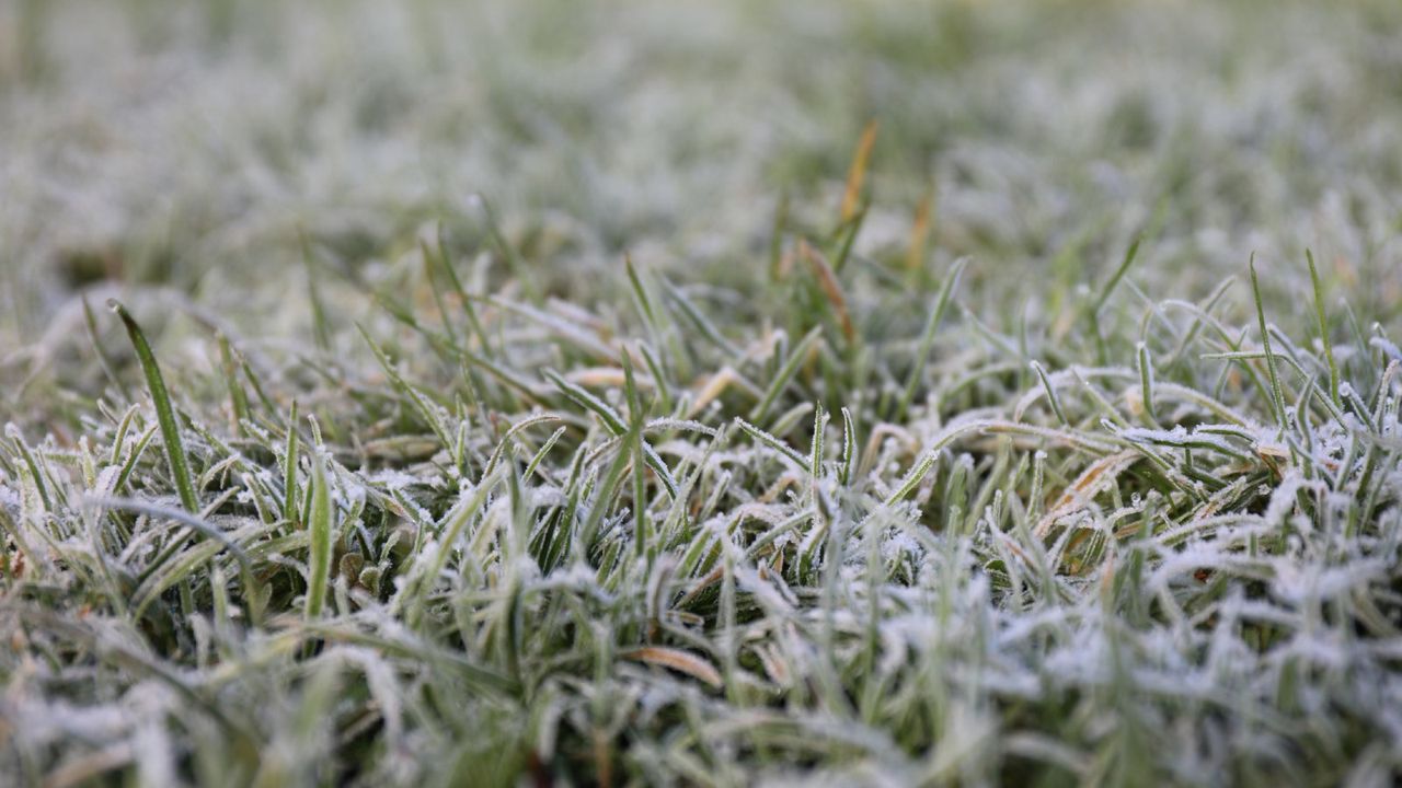 frozen grass with ice on it