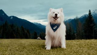 Felix the Samoyed in front of mountain view