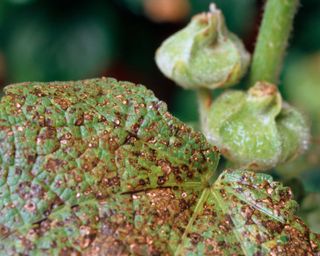 close-up of hollyhock rust on leaves and bud